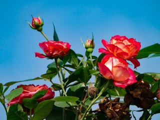 65C25123-EE2E-4C34-B0DD-9EA9DEA2F329/L0/001