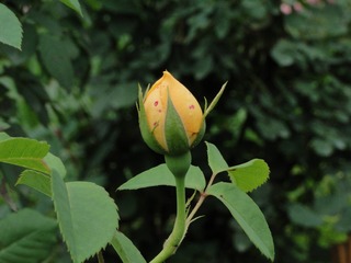 ED9D7C01-845D-4E36-BA1A-2B11BD0C8824/L0/001