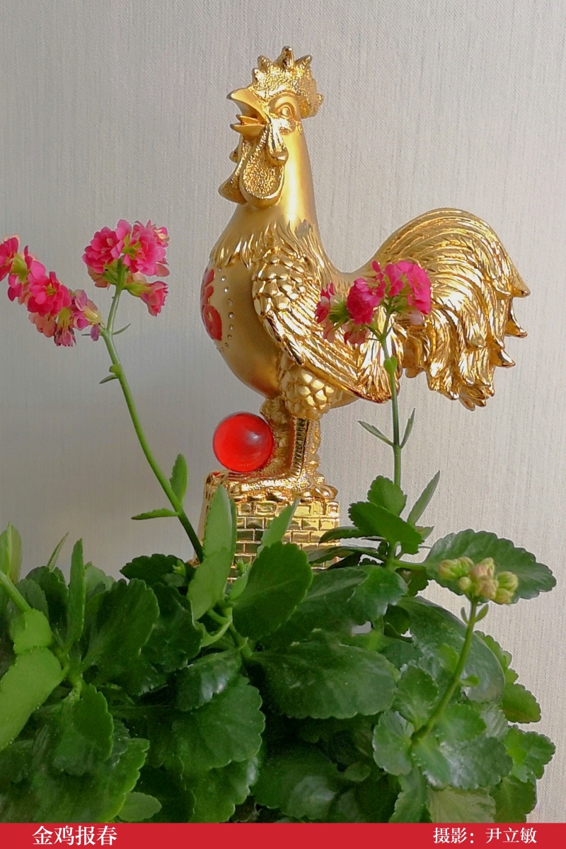金鸡报春
