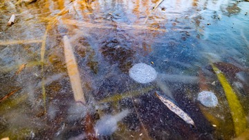 IMG_4317-6