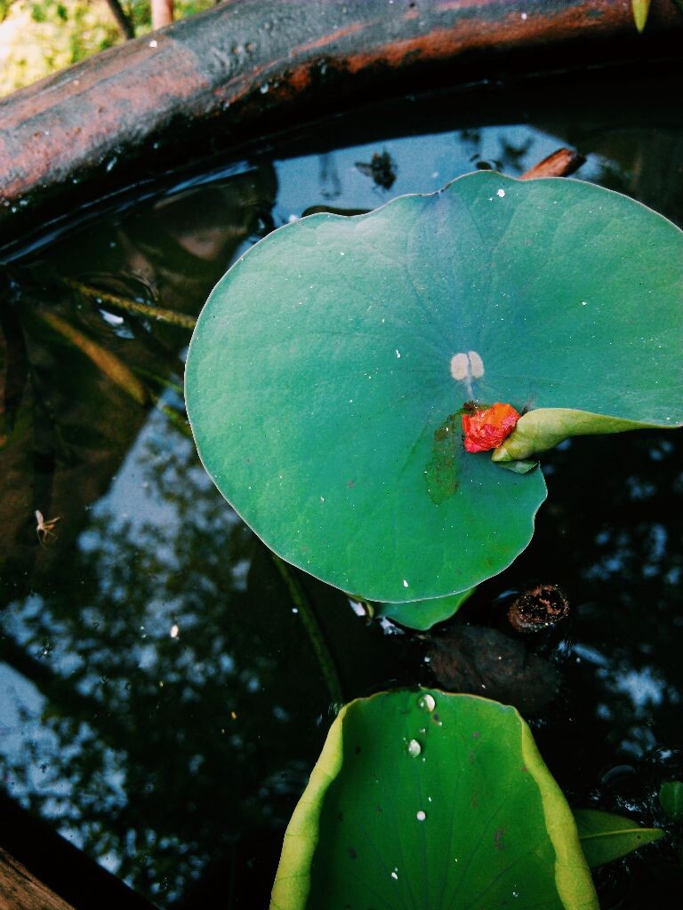 早春里一袭深沉的绿衣裹狭着晶莹的泪滴，香远益清，亭亭净植，避开尘世的宣扬，犹如隐居的雅士。从来没有人问过这片荷叶，她何时生长，几度枯败。