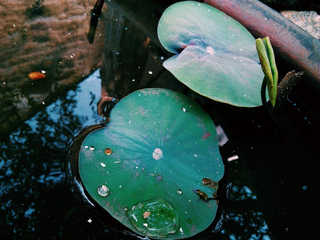 早春里一袭深沉的绿衣裹狭着晶莹的泪滴，香远益清，亭亭净植，避开尘世的宣扬，犹如隐居的雅士。从来没有人问过这片荷叶，她何时生长，几度枯败。