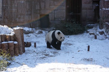 panda warrior