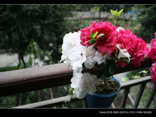 阳台上的杜鹃花