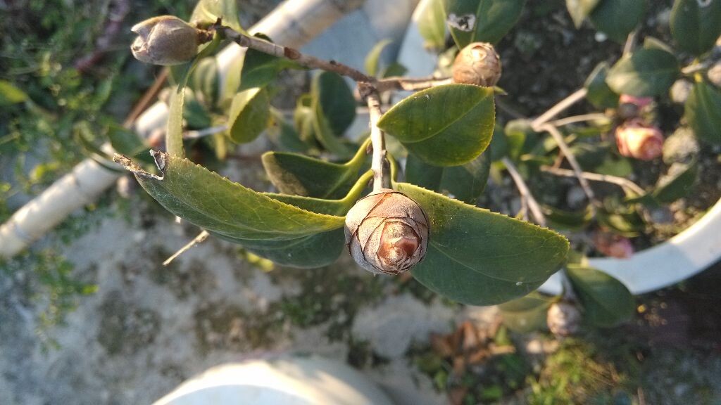 朋友家的花，枯萎竟也是一种美。