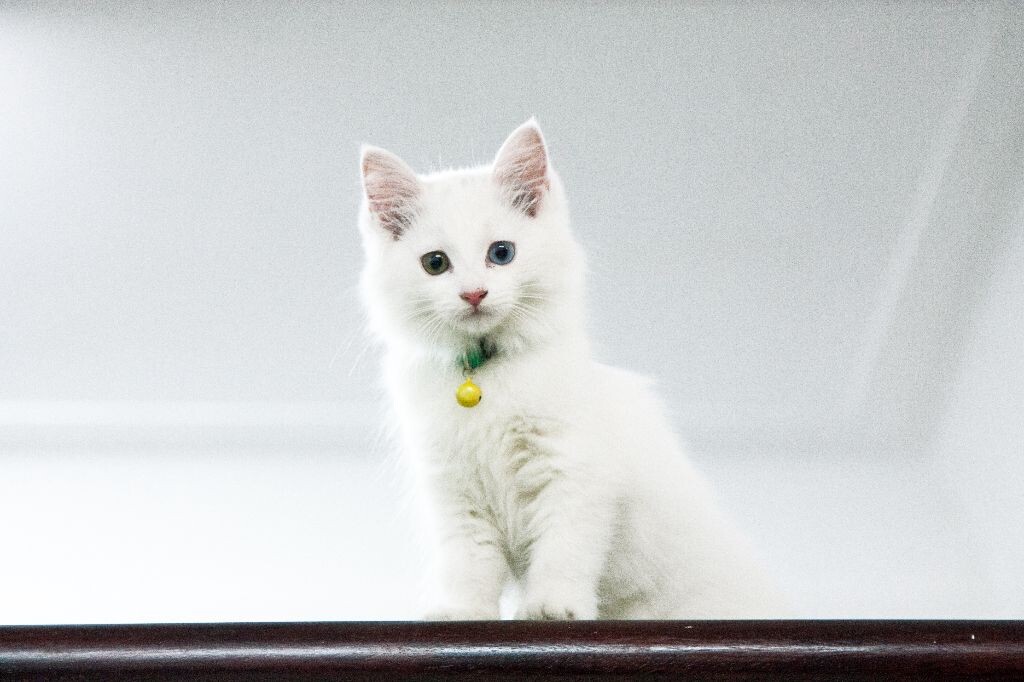 点点是公司收留的流浪猫，点点的运气很好能跟猫妈一起被捡来，现在已经2个月大的它每天都跟打了鸡血一样