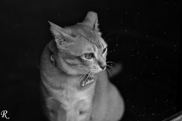 FFI_3196
