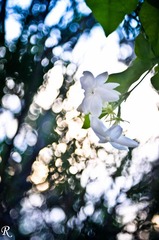 FFI_3564