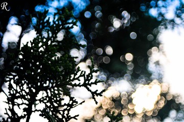FFI_3549