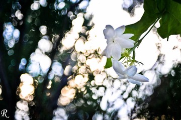 FFI_3563