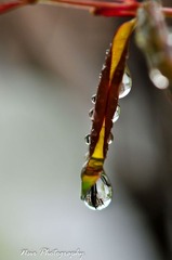 FFI_8338