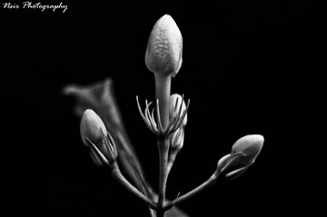 FFI_8520