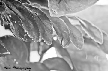 FFI_8562