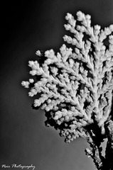 FFI_8710