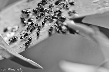 FFI_8751