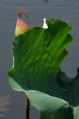 DSC_9142a