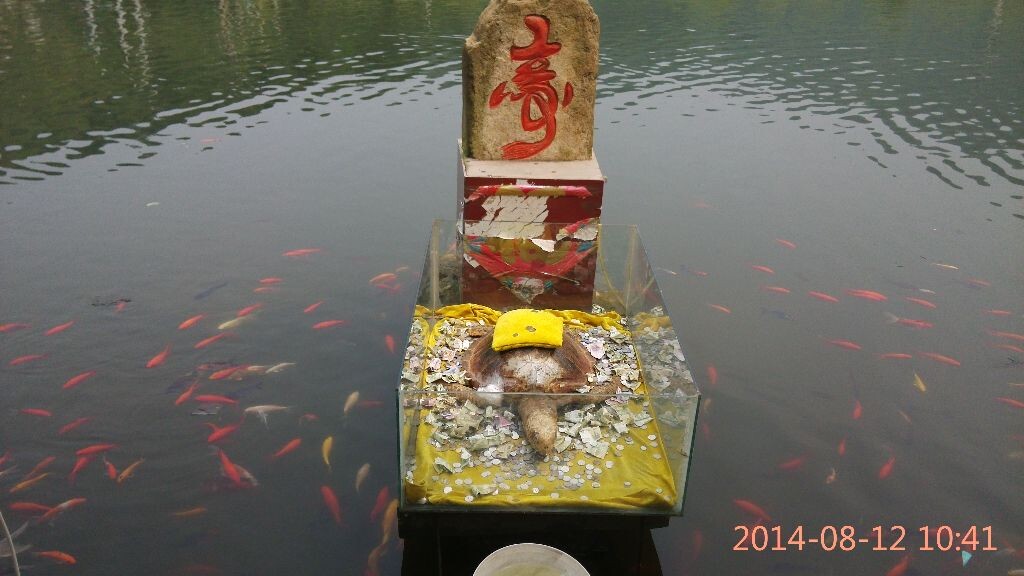 仙人湖中摆放的龟仙,假的啦
