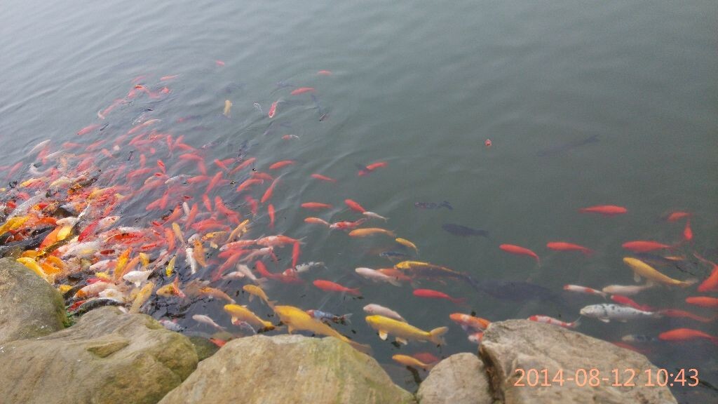 湖中的鱼儿们