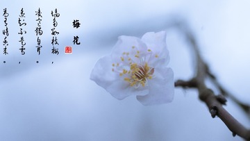 2017.2.10梅花_31