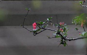 海棠花2017.2.9