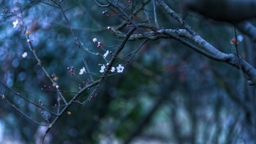 红叶李