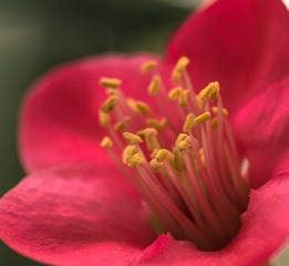 红叶李._1