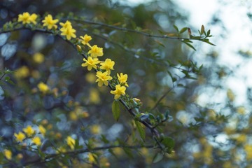 迎春花_1