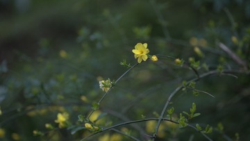 迎春花