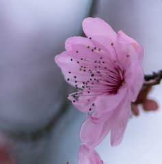 红叶李.
