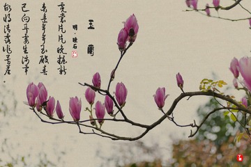 玉兰1