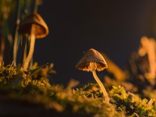 蘑菇1