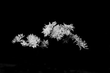 菊花（黑白）