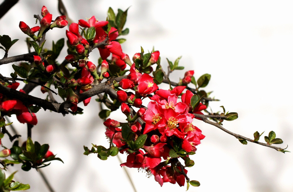 木瓜海棠--6 br />