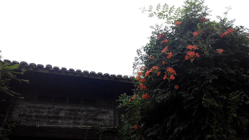 古楼前的花簇