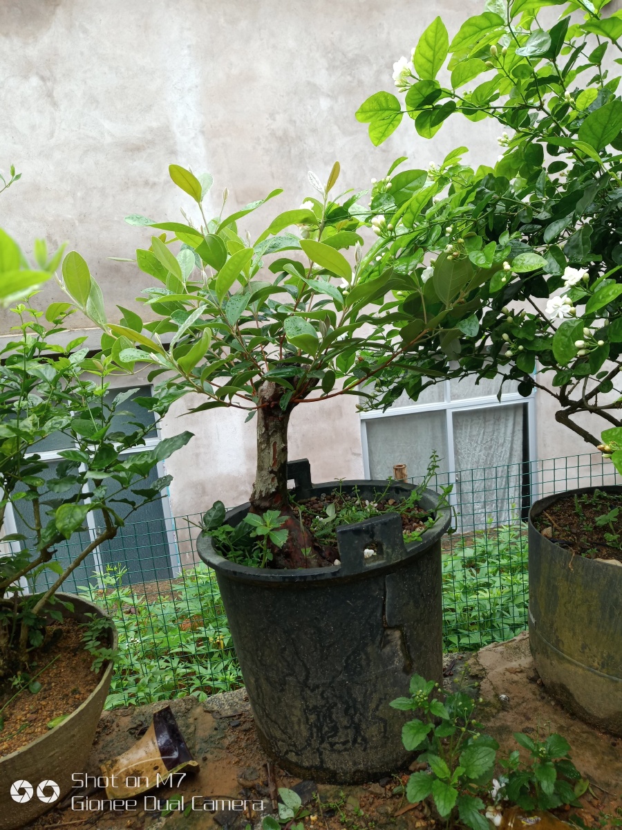 金娘子(棯子)树