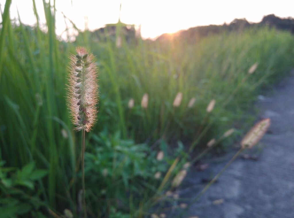 夕阳下的狗尾巴草<br />
器材 MI3, <br />
模式 曝光模式:Program AE, 测光模式:Other, 曝光补偿:0<br />
曝光 光圈:2.2, 快门:1/100秒, ISO100<br />
焦距 3.5 mm, 视角:<br />
色彩 白平衡:Auto, 色彩空间:sRGB<br />
时间 2014:08:16 18:28:30