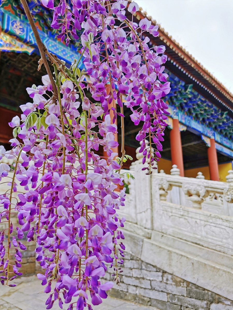 国子监北京孔庙的紫藤