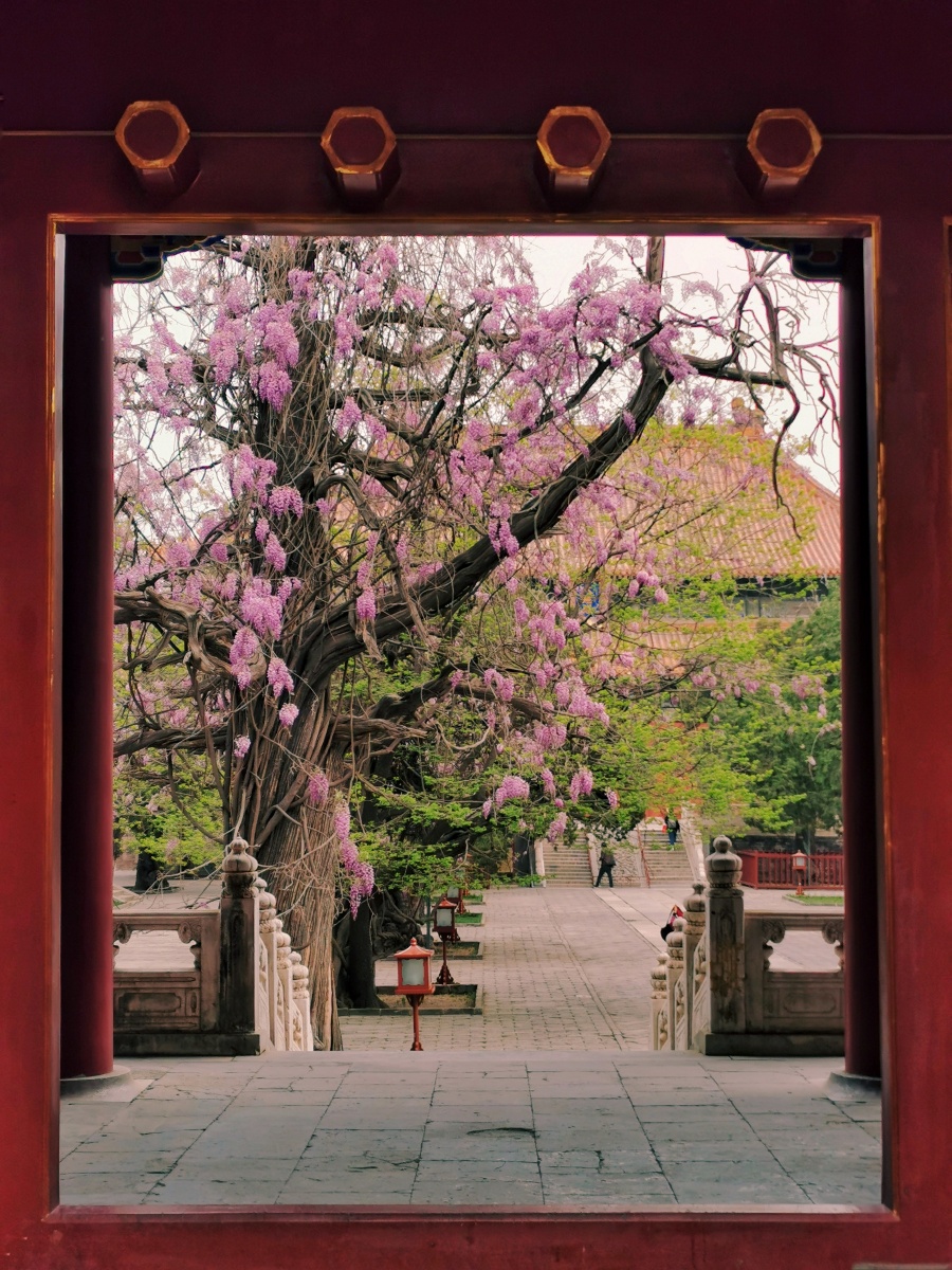 国子监北京孔庙的紫藤