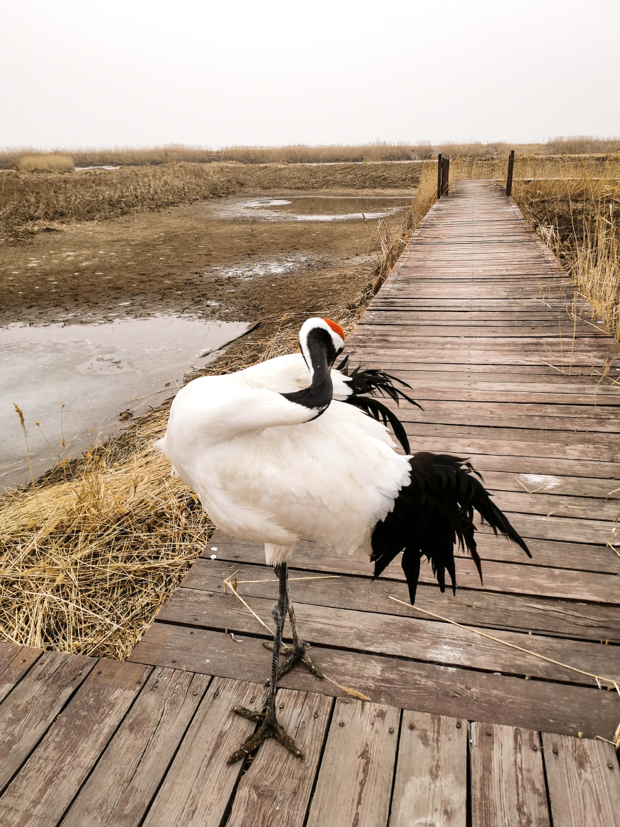 丹顶鹤第一次近距离在辽宁省盘锦市赵圈河抓拍丹顶鹤