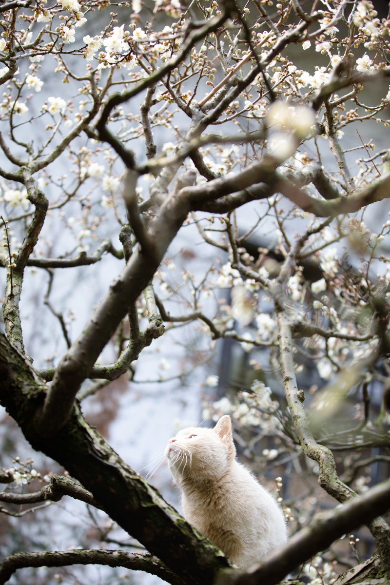 梅花开了猫咪爬树