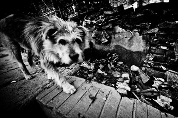 _DSC0094.jpg