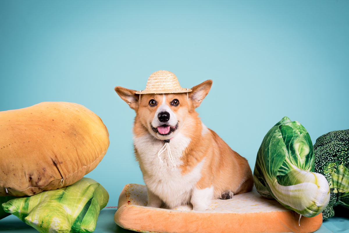 兔八哥 - balalalalala - 图虫