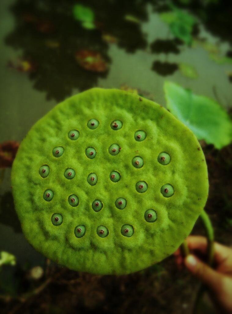 夏