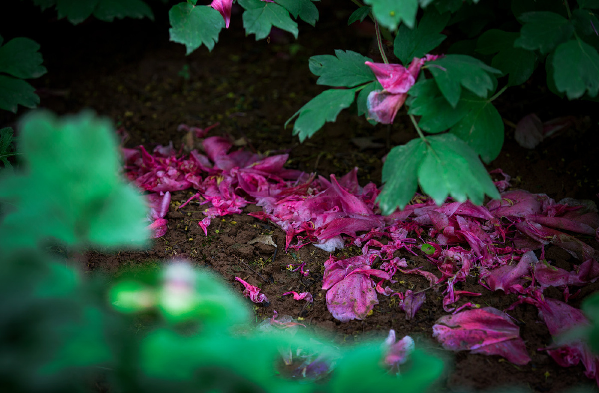 凋零的牡丹花