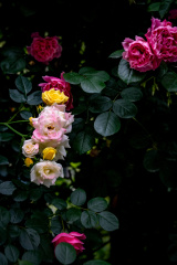 花儿
