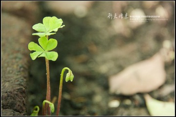 酢浆草