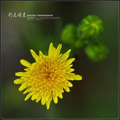 苦卖菜