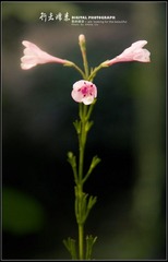 锦带花