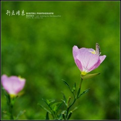 月见草