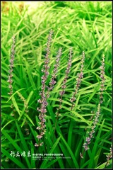 兰叶麦冬 植物 